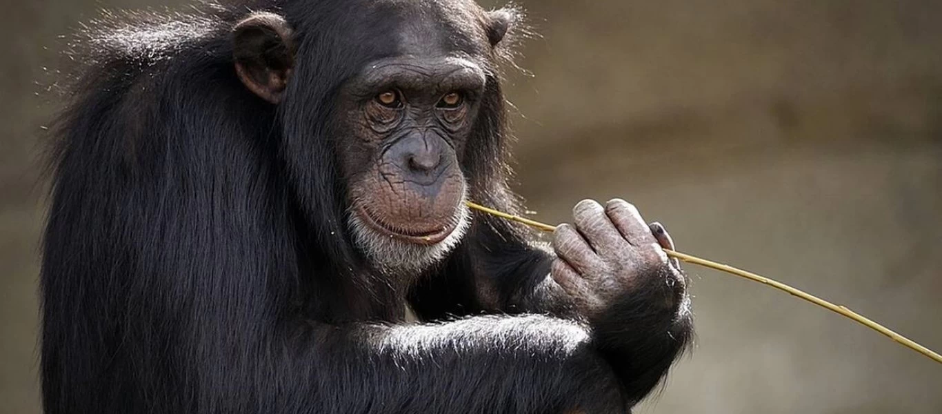 Ετοιμοθάνατος χιμπατζής συναντά φίλο του και «ζωντανεύει» ξανά (βίντεο)